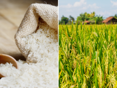 India plans to ease rice export curbs as stocks surge to record, sources say