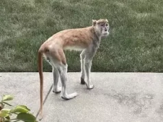 Escaped Monkey ‘Momo’ Causes Chaos in Indianapolis After Downing Beer and Running Wild