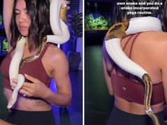 Snake Yoga Backlash: Social Media Erupts Over Shocking New Trend Ball_Python_Snake_Yoga_Viral_Video_Animal_Abuse