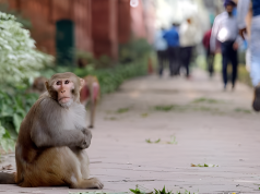 Monkey Business in Parliament: Playful Primate Invades Busy MP Lobby in Delhi’s New Building—Watch the Hilarious Viral Video!