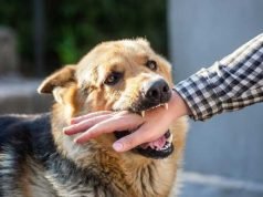 MP Man Turns Savage: Bites Locals, Devours Raw Flesh After Dog Bite—Neighbors in Panic!