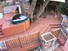 Bear Caught Splashing in Hot Tub, ‘Living It Up’ in Viral Video Bear Caught Splashing in California Hot Tub, 'Living It Up' in Viral Video