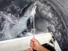 Unlikely Tug-of-War: Man vs. Shark in a Battle for Fish—Who Emerges Victorious? shark-battle